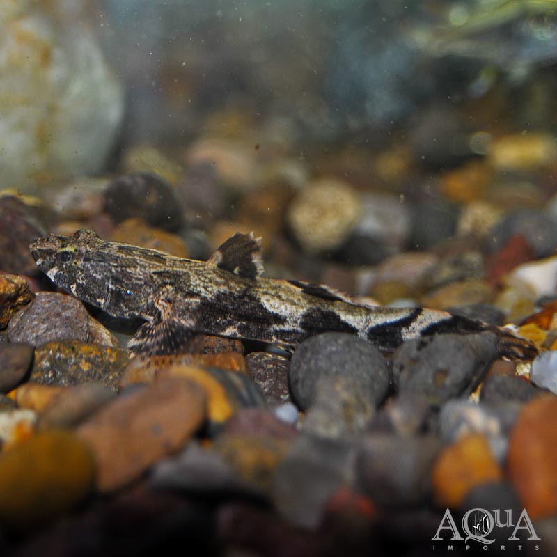 Marble Sleeper Goby (Oxyeleotris marmorata)
