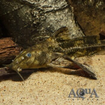 Tocantins Thorny Catfish (Rhinodoras sp. 'Tocantins')