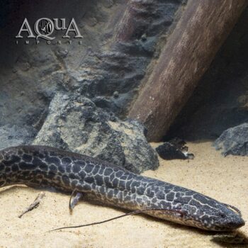 Marbled Lungfish (Protopterus aethiopicus)