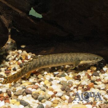 Marbled Bichir (Polypterus polli)