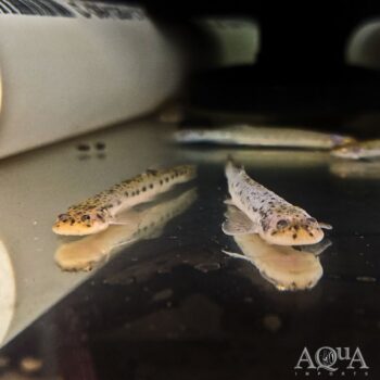 Marbled Candiru Catfish (Ochmacanthus sp.)
