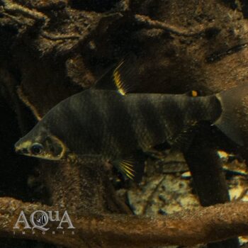 Marbled / Abramites Headstander (Abramites hypselonotus)