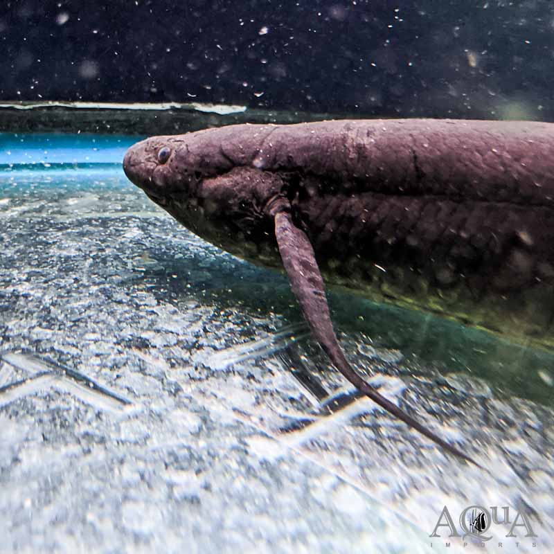 Marbled Lungfish (Protopterus aethiopicus)