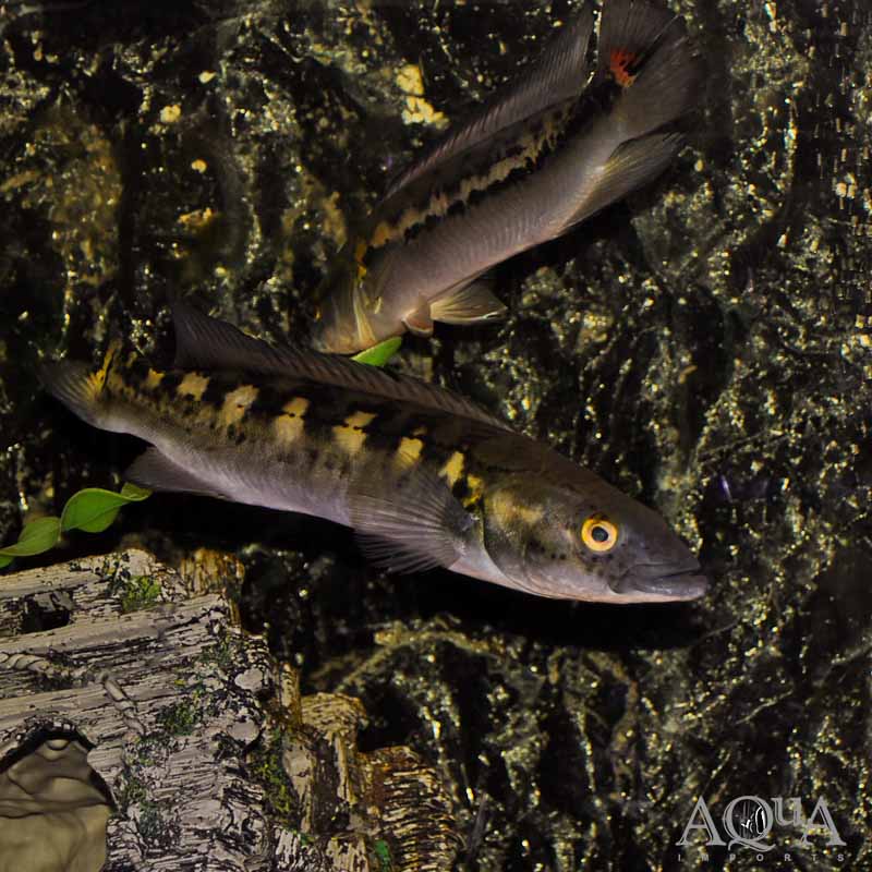 Marbled Pike Cichlid (Lugubria marmorata)