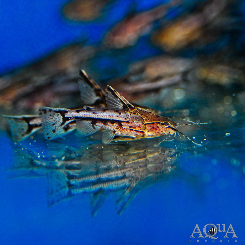 Marbled Talking Catfish (Amblydoras nauticus)