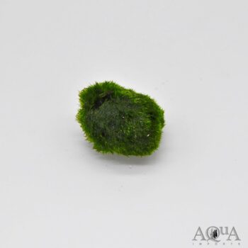 Marimo Moss Ball (Aegagropila linnaei)