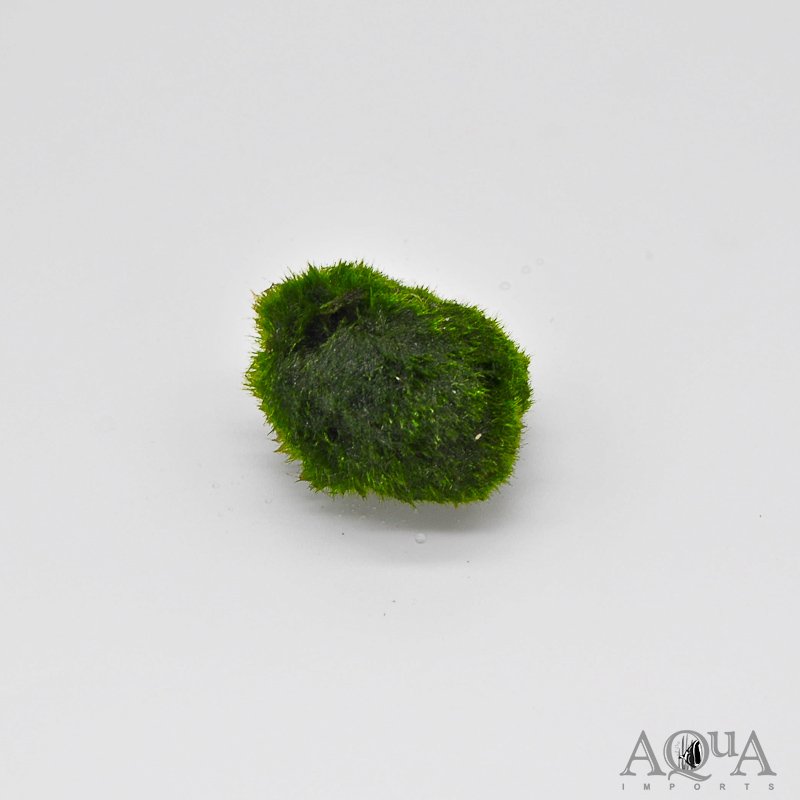 Marimo Moss Ball (Aegagropila linnaei)