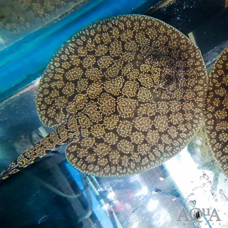 Gold Dust Stingray (Potamotrygon marinae) Pair