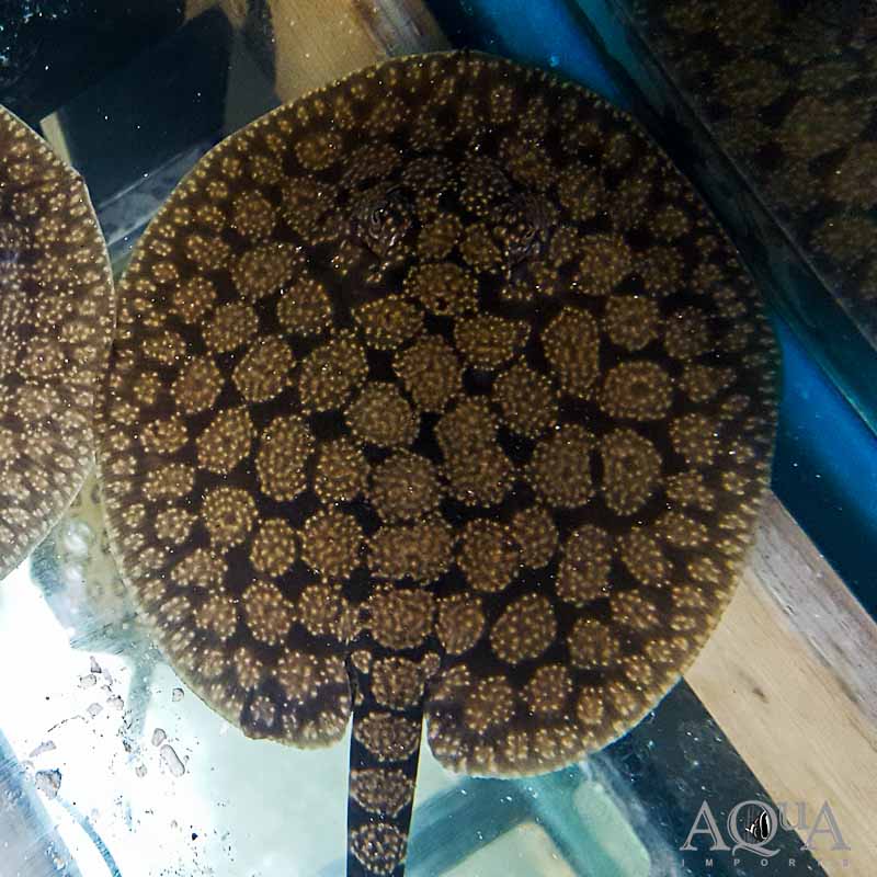 Gold Dust Stingray (Potamotrygon marinae) Pair
