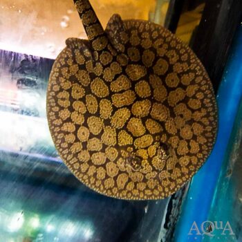 Gold Dust Stingray (Potamotrygon marinae) Pair