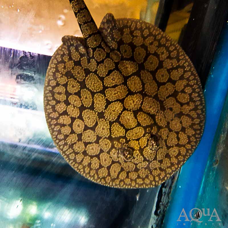 Gold Dust Stingray (Potamotrygon marinae) Pair
