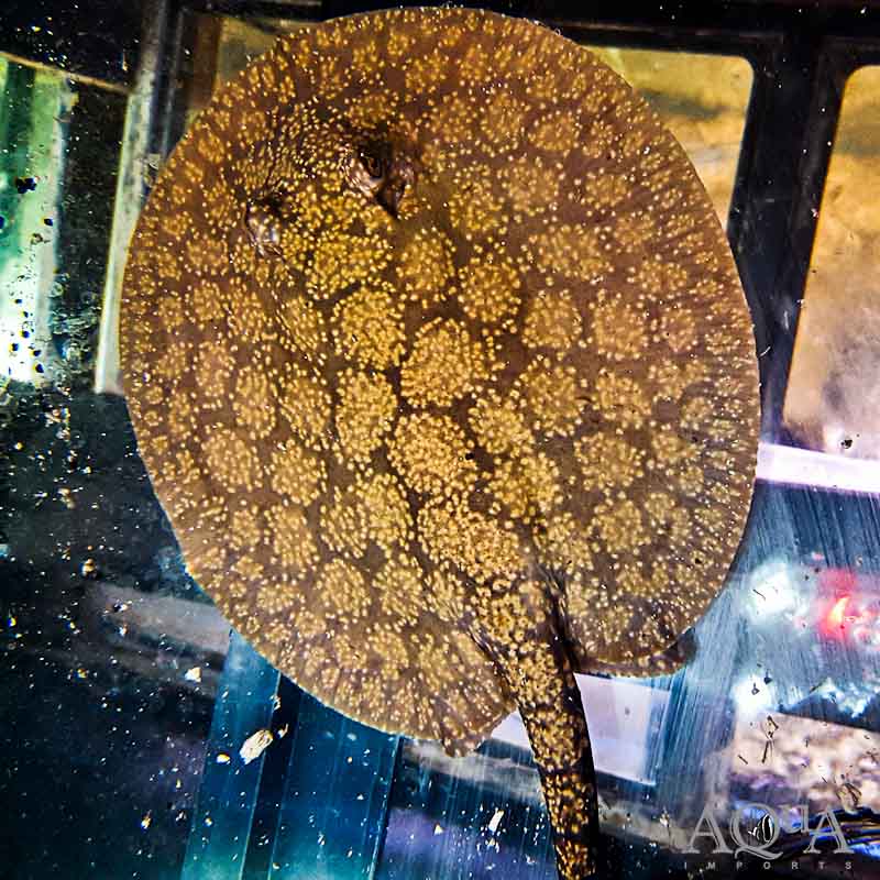 Gold Dust Stingray (Potamotrygon marinae) Pair