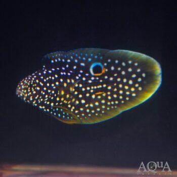 Marine Betta (Calloplesiops altivelis)