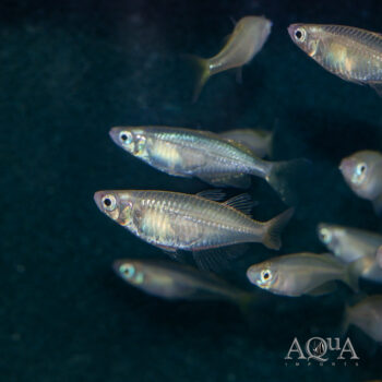 Marine Sailfin Silverside (Kalyptatherina helodes)
