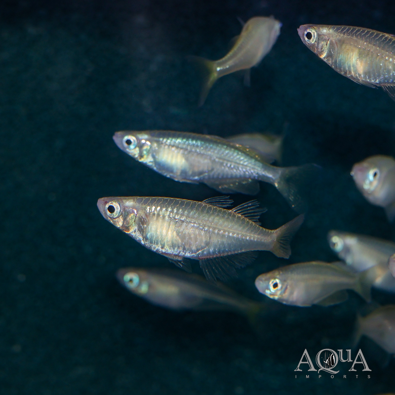 Marine Sailfin Silverside (Kalyptatherina helodes)