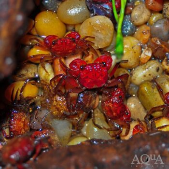 Borneo Blood Red Crab (Geosesarma cf. rathbunae)