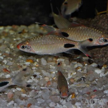 Mascara Barb (Dawkinsia assimilis)