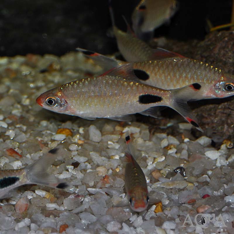 Mascara Barb (Dawkinsia assimilis)