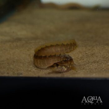 Mastacembelus cf. marchei