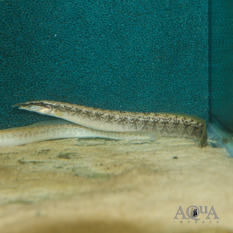 Mastacembelus congicus