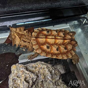Matamata Turtle (Chelus fimbriata)