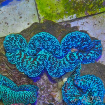 Tahitian Maxima Clam (Tridacna maxima)