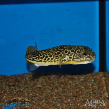 Mbu Puffer (Tetraodon mbu)