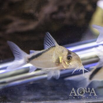 Mega Metae Cory (Hoplisoma sp. C084)