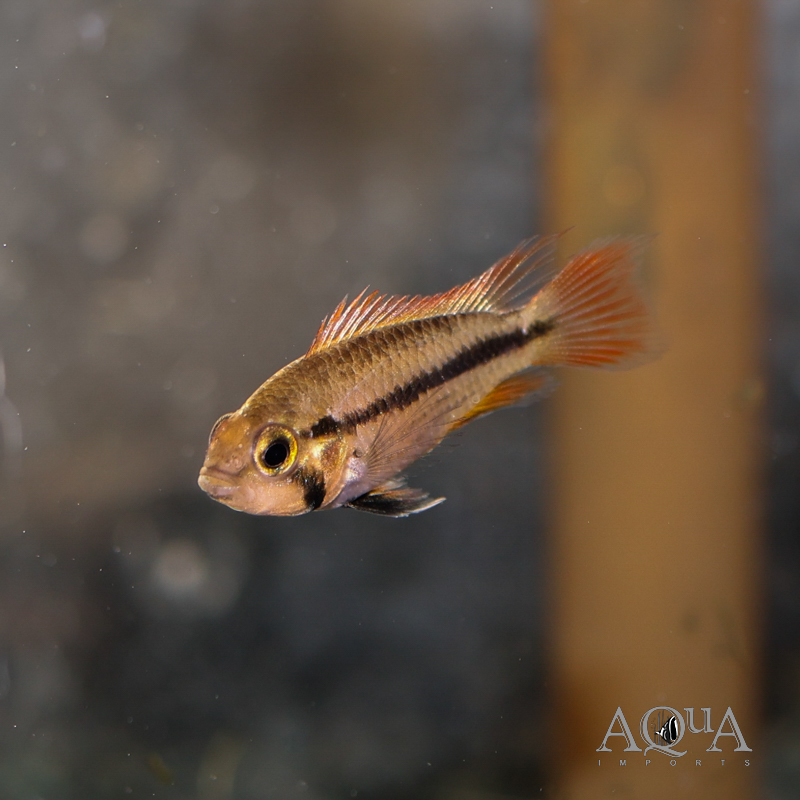 Mega Orange Cockatoo Dwarf Cichlid (Apistogramma cacatuoides)