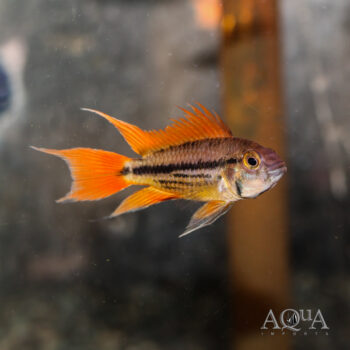 Mega Orange Cockatoo Dwarf Cichlid (Apistogramma cacatuoides)