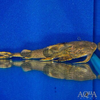 Mekong Goonch Catfish (Bagarius cf. yarrelli)
