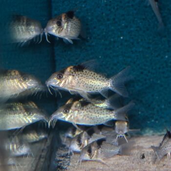 Melanistius Cory (Hoplisoma melanistium)
