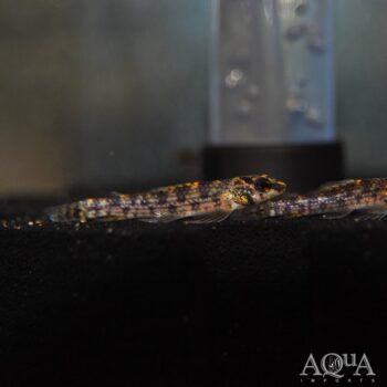 Melanocharacidium cf. dispilomma