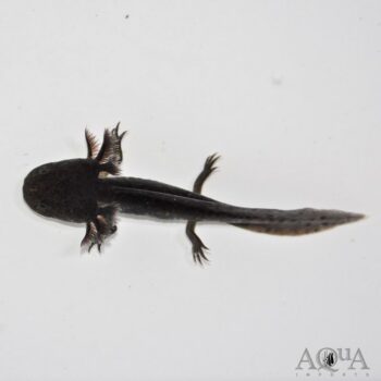 Melanoid Axolotl (Ambystoma mexicanum)