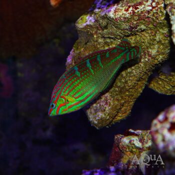 Melanurus Wrasse (Halichoeres melanurus)