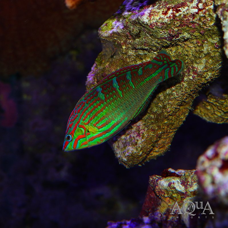 Melanurus Wrasse (Halichoeres melanurus)