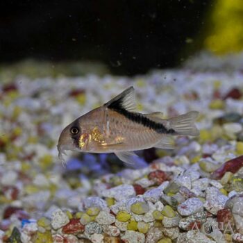 Melini Cory (Hoplisoma melini)