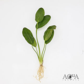 Melon Sword Plant (Echinodorus osiris)