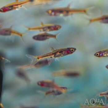 Phoenix Rasbora (Boraras merah)