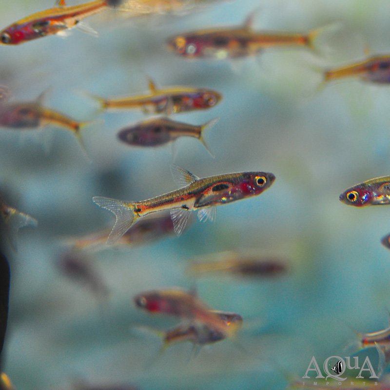 Phoenix Rasbora (Boraras merah)