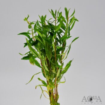 Marsh Mermaid Weed (Proserpinaca palustris)