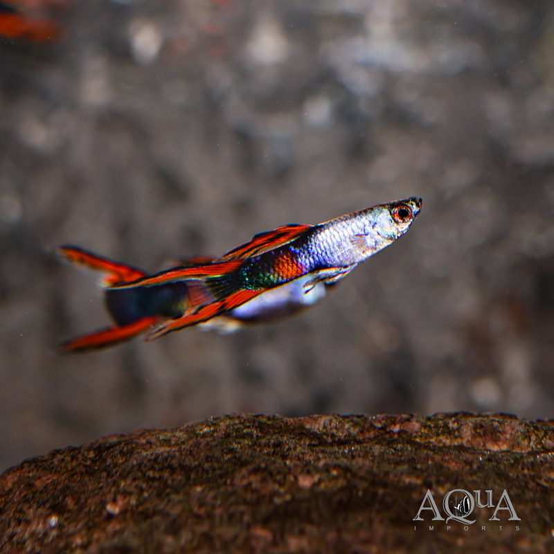Metallic Tuxedo Endler's Livebearer (Poecilia wingei)