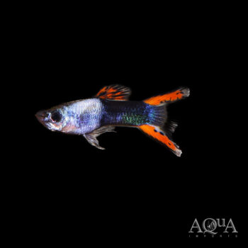 Metallic Tuxedo Endler's Livebearer (Poecilia wingei)