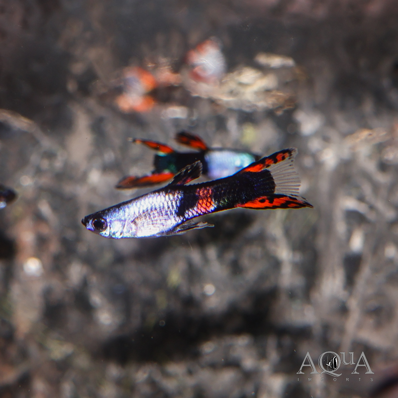 Metallic Tuxedo Endler's Livebearer (Poecilia wingei)