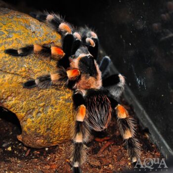 Mexican Red Knee Tarantula (Brachypelma smithi)