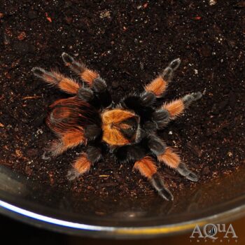 Mexican Red Leg Tarantula (Brachypelma emilia)