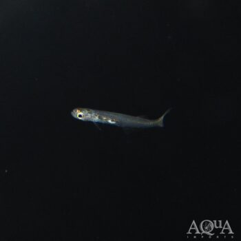 Danionella priapus