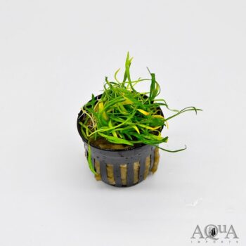 Micro Sword (Lilaeopsis novaezelandiae)