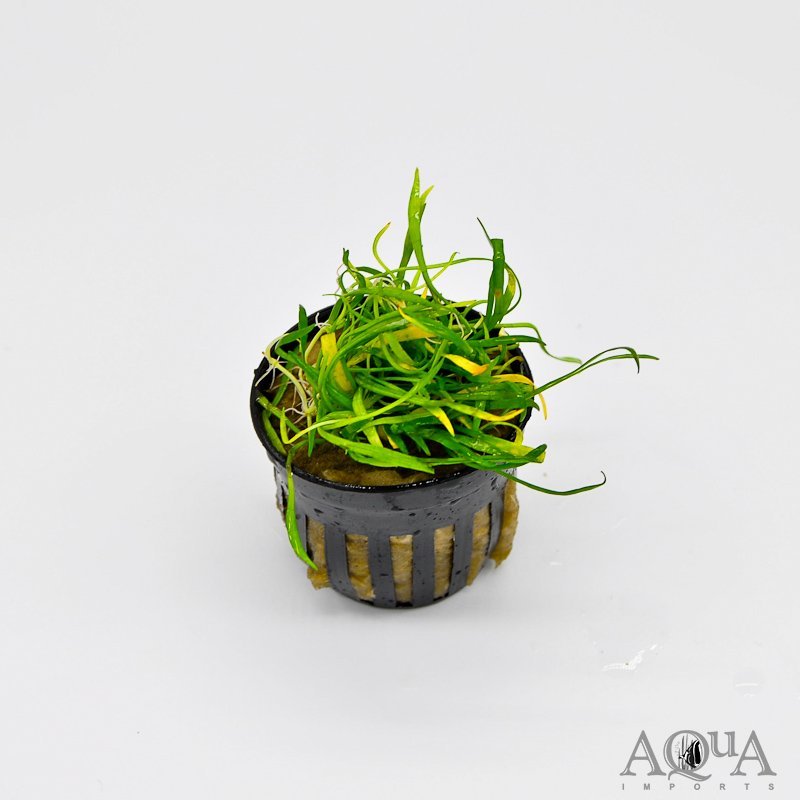 Micro Sword (Lilaeopsis novaezelandiae)