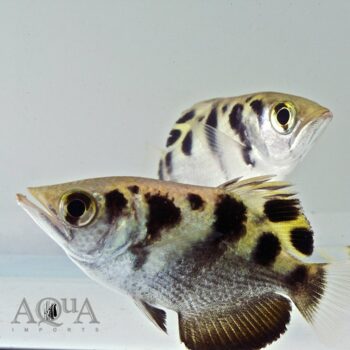Freshwater Small-Scaled Archerfish (Toxotes microlepis)